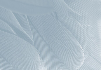 baby blue white feather wooly pattern texture background - 746408939