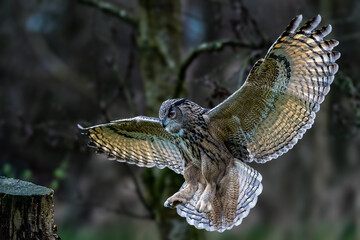 Majestic Eurasian eagle-owl soaring with wings extended