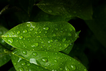 Plants wet by rainwater, raindrops on leaves, rainwater balls on leaves