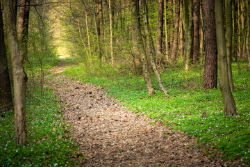 Path in the spring forest