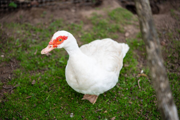 Bautiful white goose in the garden. Close-up