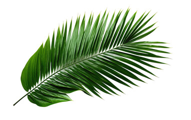 Obraz premium Green Palm Leaf. A vibrant green palm leaf is well defined with its intricate veins prominently displayed. on a White or Clear Surface PNG Transparent Background.