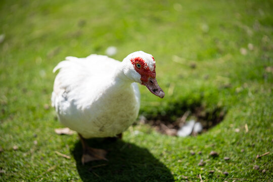 Bautiful white goose in the garden. Close-up