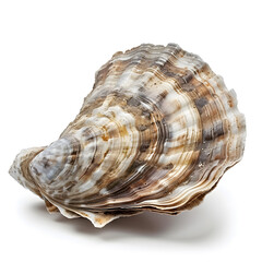 Fototapeta premium Oyster shell isolated on white background