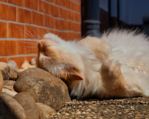 Fluffy white cat rolling on rocks 