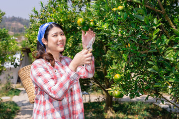 happy women in orange farm. countryside asian female working in organic agriculture farming orange fruit tree.