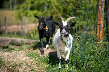 Two cute little black and white goats walking on a farm on a sunny day