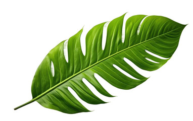 Close Up of a Green Leaf. A close up photo of a vibrant green leaf. The focus is on the natural beauty and simplicity of the leaf. on a White or Clear Surface PNG Transparent Background.