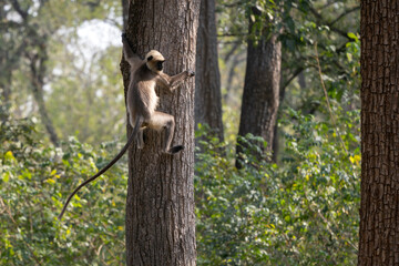 Black-footed Langur - Semnopithecus hypoleucos, beautiful popular primate from South Asian forests and woodlands, Nagarahole Tiger Reserve, India. - 746411943