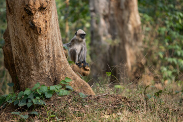 Black-footed Langur - Semnopithecus hypoleucos, beautiful popular primate from South Asian forests and woodlands, Nagarahole Tiger Reserve, India. - 746411956