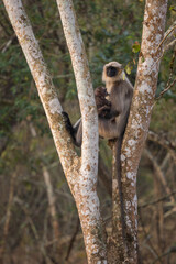 Black-footed Langur - Semnopithecus hypoleucos, beautiful popular primate from South Asian forests and woodlands, Nagarahole Tiger Reserve, India.