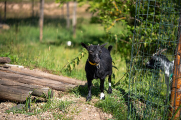 Cute little black baby goat walking on a farm on a sunny day