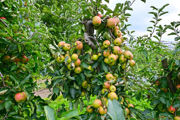 Apple orchard in the Altes Land west of Hamburg