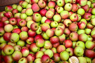 Apples in a box in the Altes Land west of Hamburg