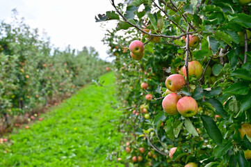 Apple orchard in the Altes Land west of Hamburg