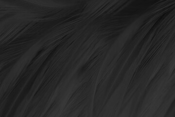 Beautiful dark black feather pattern  texture background - obrazy, fototapety, plakaty