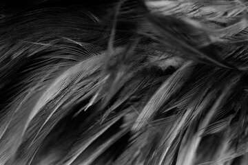 Beautiful dark black feather pattern  texture background - 746412975