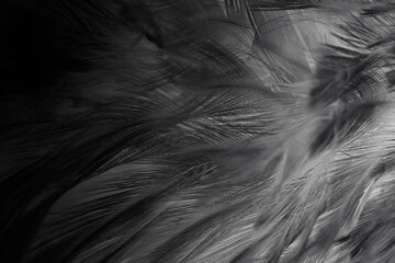 Beautiful dark black feather pattern  texture background - 746412988