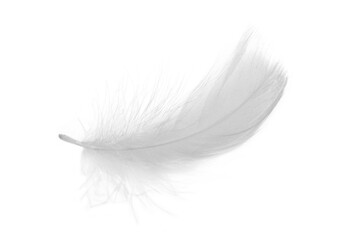 Beautiful sketching white feather on white background - obrazy, fototapety, plakaty
