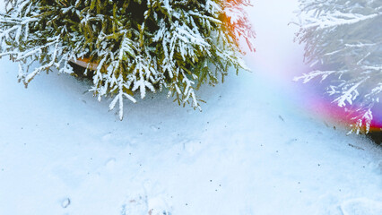 Winter background with green snowy fir trees on snow and rainbow color lens flare toning. Christmas background with copy space. Soft focus. film grain pixel texture. Defocused.