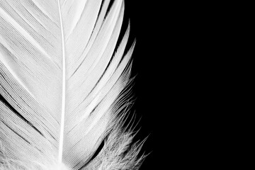 Beautiful macro white feather isolated on black background - 746413179