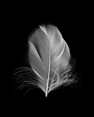 white feather on black background - 746413310