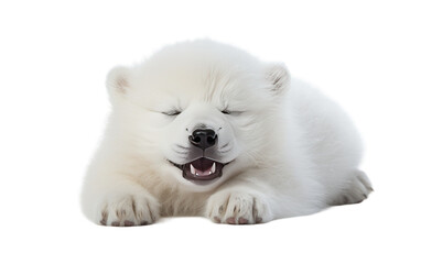 White Polar Bear Resting. A white polar bear is laying down with its eyes closed. The large mammal appears relaxed and peaceful. on a White or Clear Surface PNG Transparent Background.