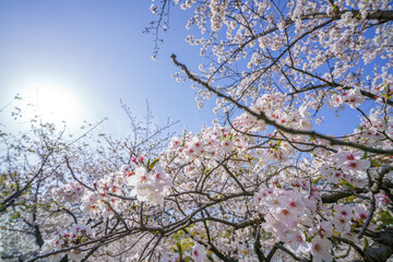 青空が背景の桜
