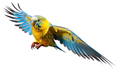Fototapeta premium Blue and Yellow Parrot Flying Through the Air. The bird is seen in its natural element, displaying its impressive agility and speed. on a White or Clear Surface PNG Transparent Background.