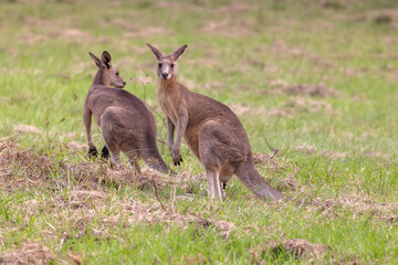 Naklejka na ściany i meble Eastern Grey Kangaroo (Macropus giganteus) standing on a grass field and looking at the camera and pooping, while the other looks to the side.