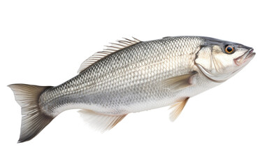Fototapeta premium Fish Swimming in Water. A fish gracefully swims through the crystal clear water, its fins propelling it forward effortlessly. on a White or Clear Surface PNG Transparent Background.