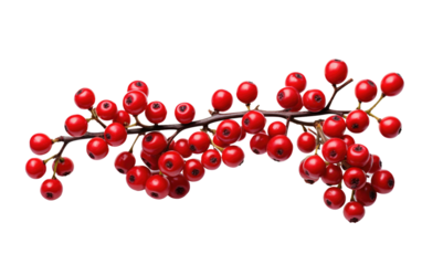 Branch With Red Berries. A The red berries stand out vividly against the neutral backdrop, adding a splash of color to the scene. on a White or Clear Surface PNG Transparent Background.