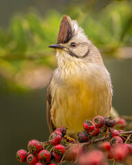 Taiwan yuhina, a bird perched in a tree, an endemic bird from Taiwan