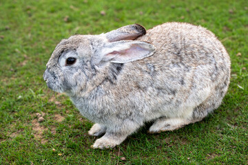 A large grey rabbit sits on a green meadow on a farm. Close-up shot.