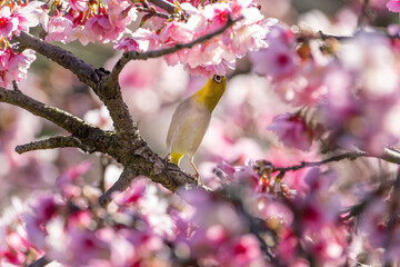 Warbling White-eye, eating nectar from cherry blossom tree
