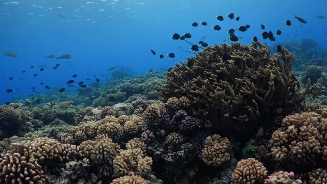 Coral Reef - Atoll of Fakarava in the South of the Pacific, Tahiti, polynesia