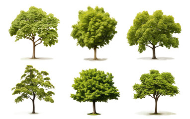 Assorted Trees. A variety of different types of trees, including pine, oak, and maple, Each tree exhibits unique characteristics. on a White or Clear Surface PNG Transparent Background.