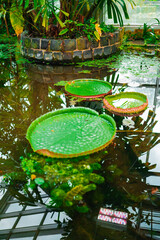 Water lilies in Pond