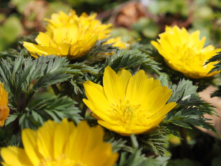 yellow flowers in the garden / Amur adonis
