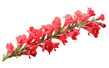 Cluster of Red Flowers. A cluster of vibrant red flowers is d showcases the beauty of these blossoms in a simple and elegant setting. on a White or Clear Surface PNG Transparent Background.