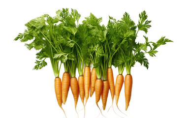 Group of Carrots With Green Tops and Leaves. The carrots are fresh and healthy, with the green foliage indicating their freshness. on a White or Clear Surface PNG Transparent Background.