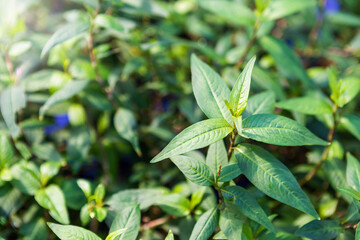 Obraz premium Fresh Vietnamese Coriander with morning outdoor day light, Asian herb, organic herbal farming, hot mint 