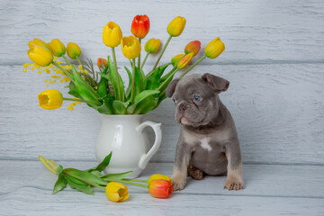 cute grey French bulldog puppy with spring flowers on a light white background