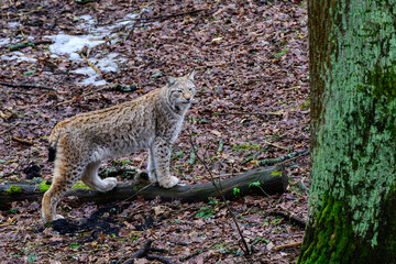 Obraz premium lynx in a late winter landscape