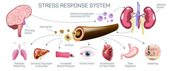 What is Stress response system vector illustration. A stressful situation occurs in the brain and hormones that produce physiological changes in the body. - obrazy, fototapety, plakaty