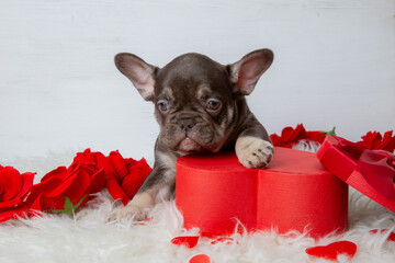 Cute French bulldog puppy with red heart-shaped box on white background, Valentine's Day gift