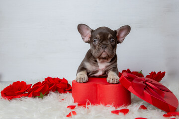 Cute French bulldog puppy with red heart-shaped box on white background, Valentine's Day gift