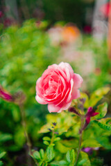 Pink Rose Flower Blossom