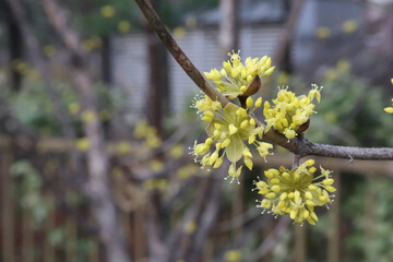 Cornelian Cherry flower