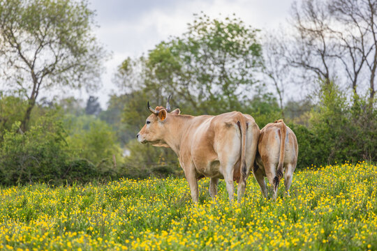 vache campagne nantes